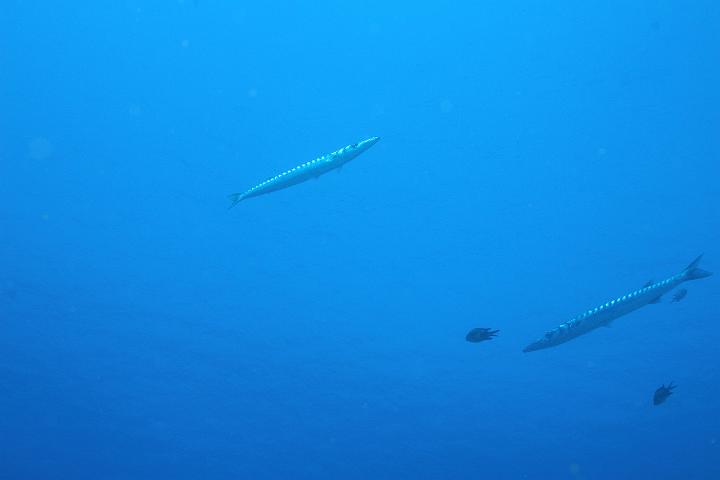 Mergulho 101.jpg